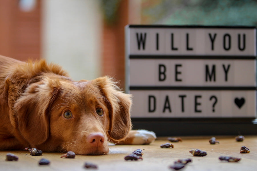 7 Ways to Celebrate Valentine's Day with you Dog