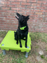 Load image into Gallery viewer, Biothane Buckle Dog Collar