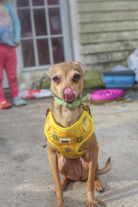 Dog Harness - Bumble Bees