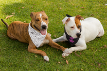 Load image into Gallery viewer, Feminist Pet Bandana